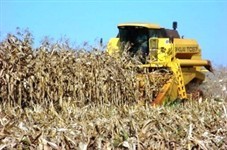 Produtores de milho safrinha têm esta semana para avaliar perdas e recorrer ao seguro agrícola